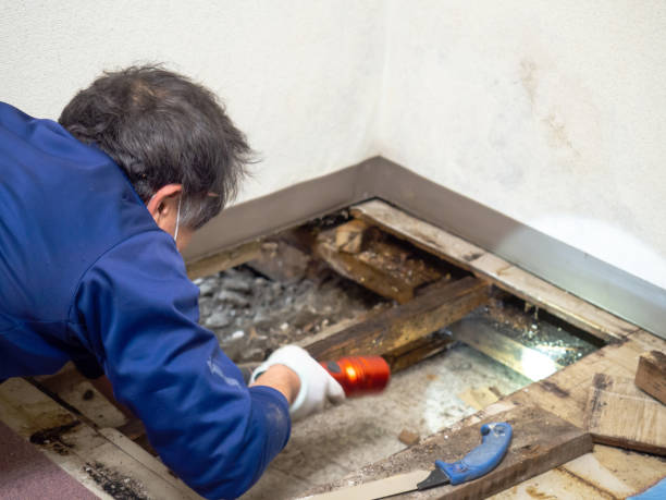 Best Crawl Space Mold Remediation in Clarion, PA